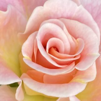 PERFECT ROSE
