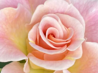 PERFECT ROSE
